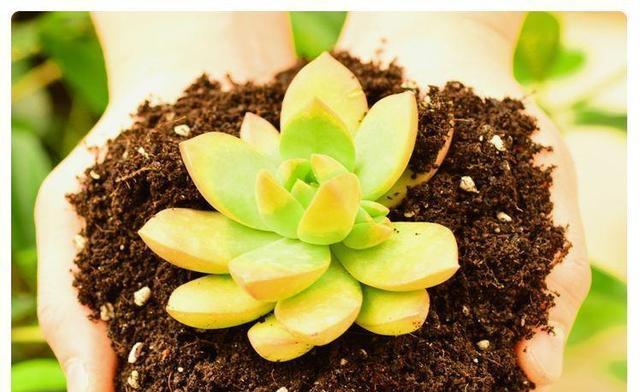 怎么养花土壤板结 04b9373ac8864b2b929f4860ef61688c.jpeg