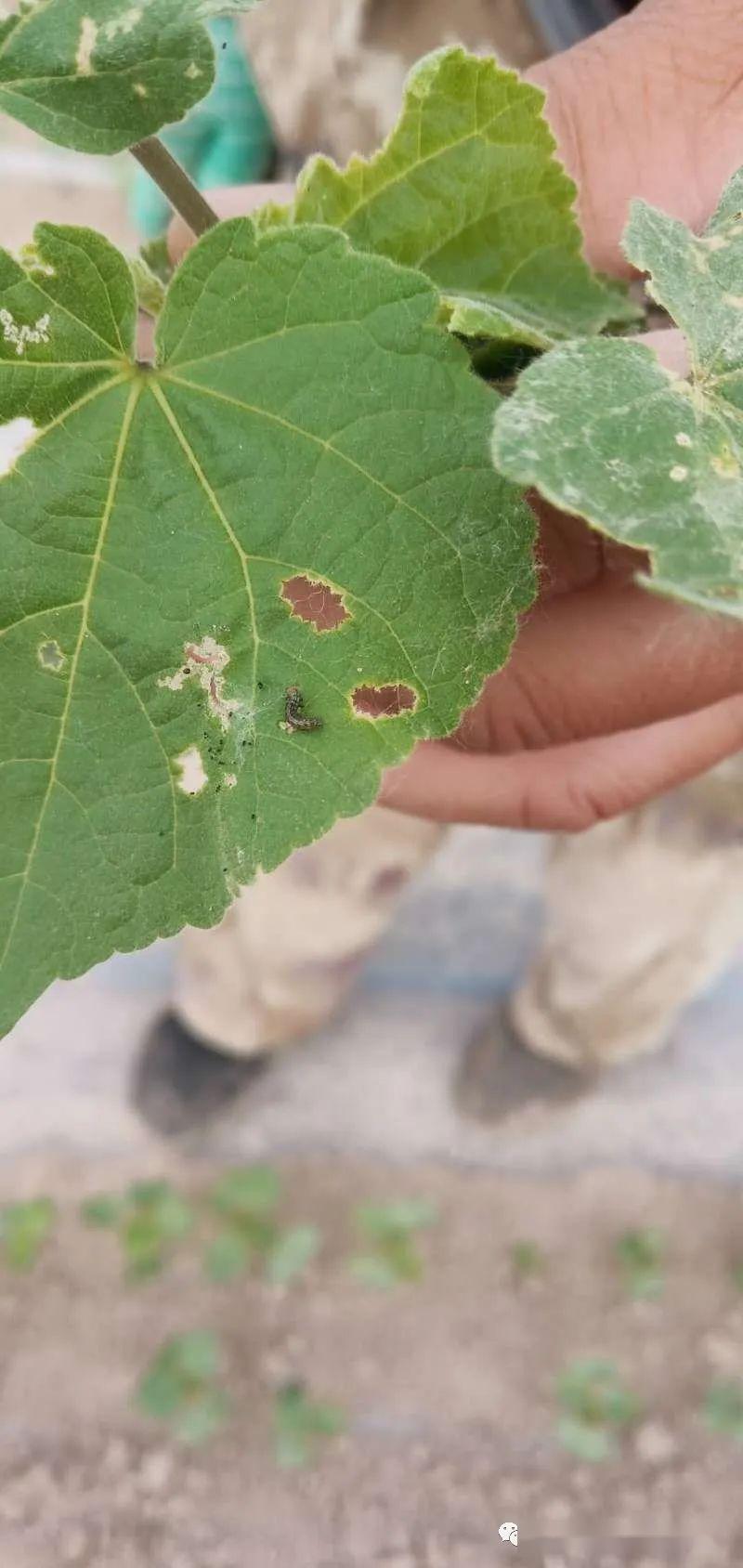 二,棉铃虫简介与防治: 1,棉铃虫是棉花蕾铃期的主要害虫