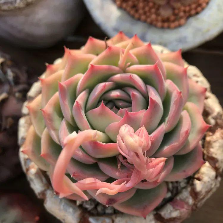 月亮石