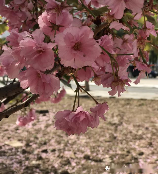 五天时间,见樱花开樱花落