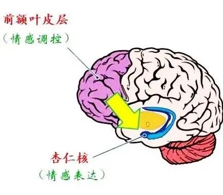 在人脑中,杏仁核是掌管情绪的中枢,它识别情绪和产生情绪,而前额叶