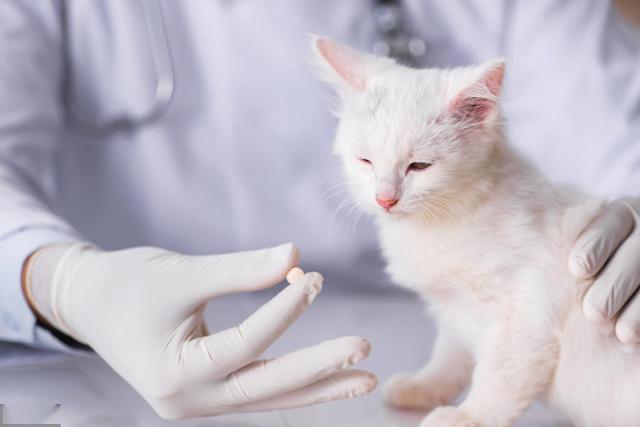主人需要了解的猫咪疾病知识猫下尿路疾病flutd