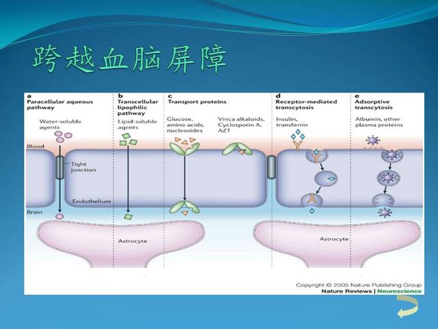 血脑屏障知识讲解