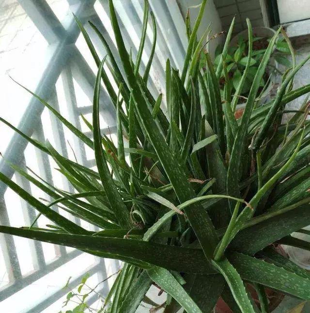 冬天怎么养芦荟 22318efe90e1406794bef6a26971a107.jpeg