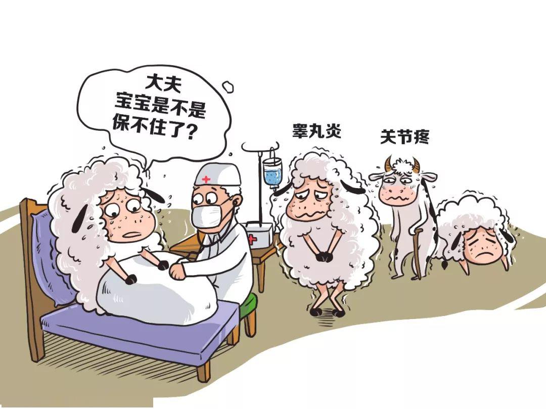 患病公畜常出现睾丸炎,附睾炎和关节炎等症状,影响生育,甚至能传染给