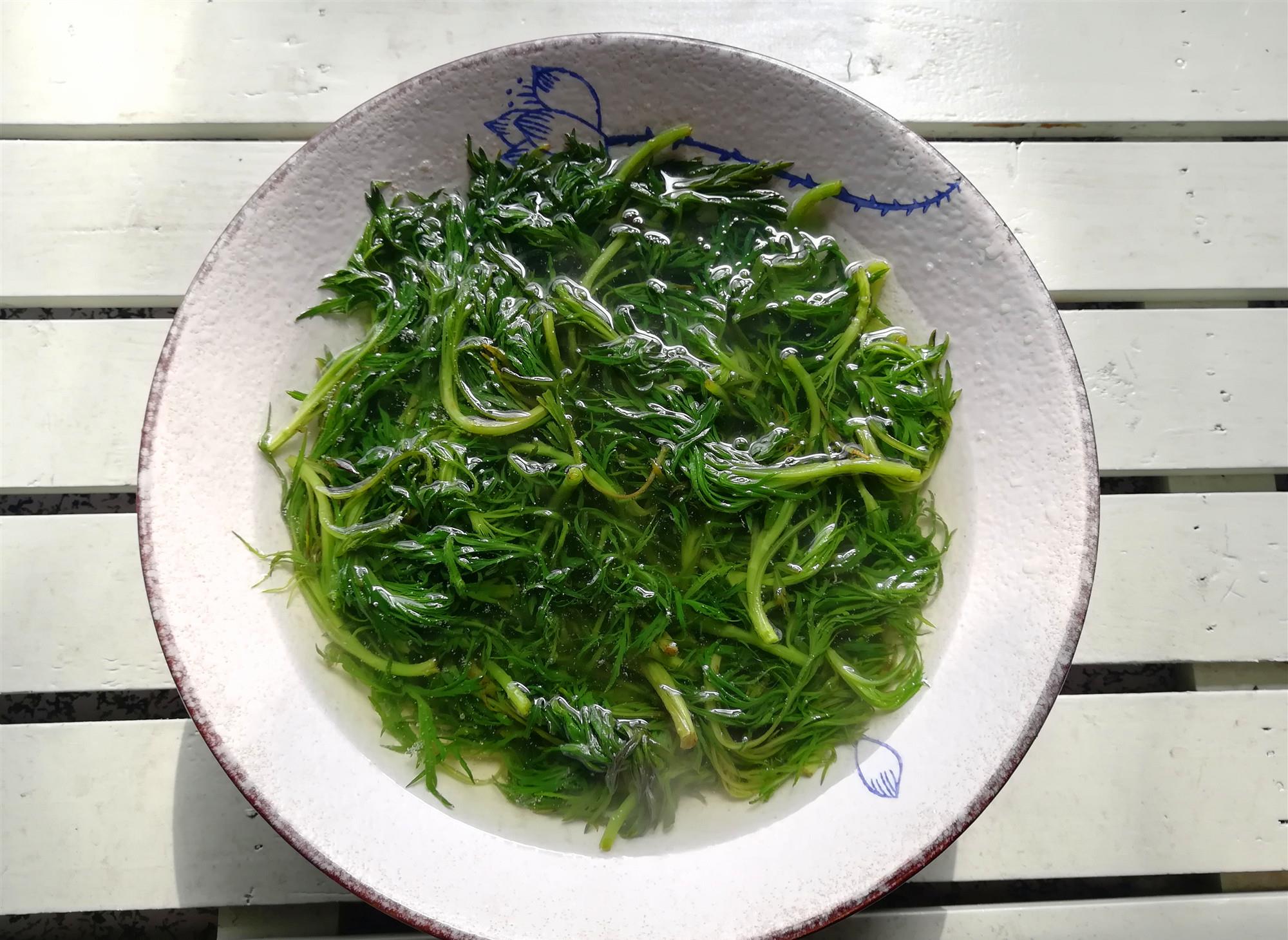 原创东北农村有一种野菜"柳蒿芽"芳香宜人,夏季火气旺,吃它正合适