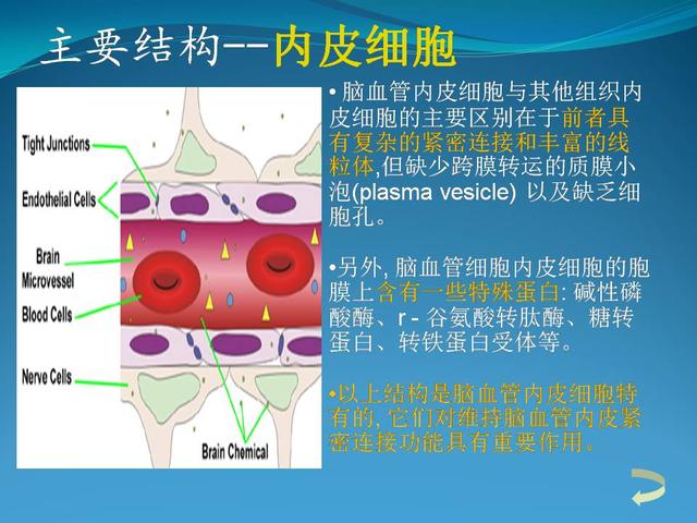 血脑屏障知识讲解