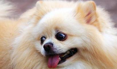 怎么看小狗是不是聪明 329ca88f2a514a2f840b37dbbabebcf8.jpeg