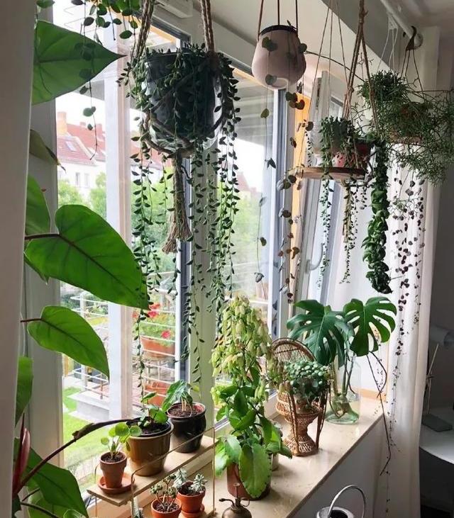 阳台种什么植物好看又耐养 347e29c8e6da48f99b5e61cf9b1e1f7e.jpeg