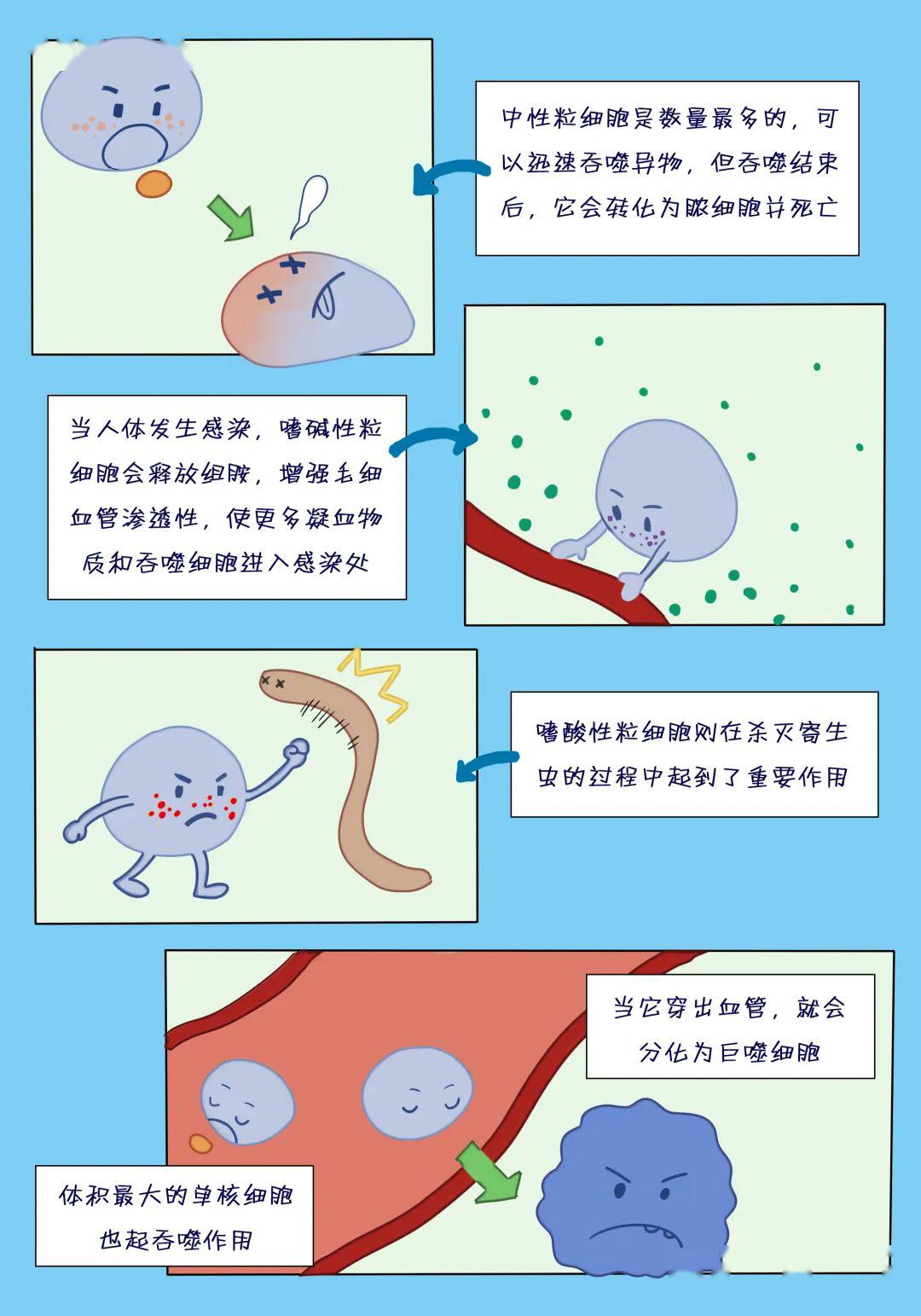 其中,参与我们免疫系统的第二道防线的是粒细胞和单核细胞.
