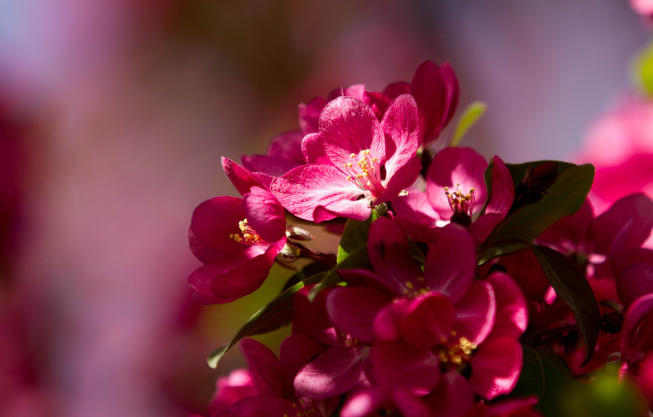 海棠图画 370aa9a134804cbb85208329ea79b383.png