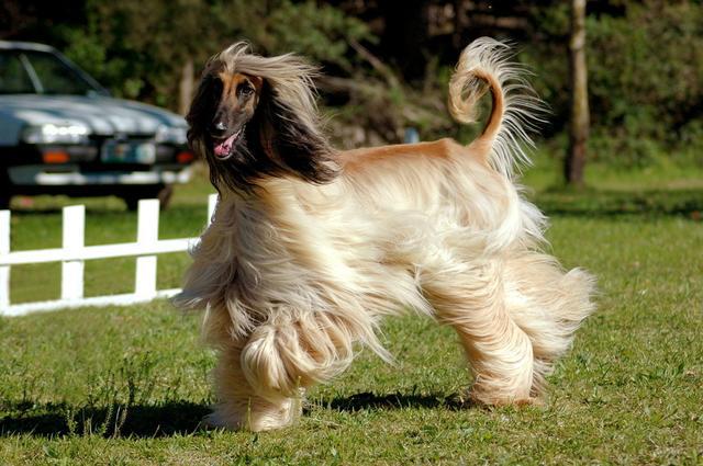 但有时也有神经质的一面 饲养注意:阿富汗猎犬是世界上最漂亮的狗,长