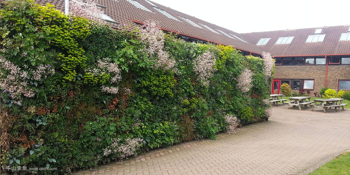 艺术大学围墙植物墙,辨识度高的墙上花园