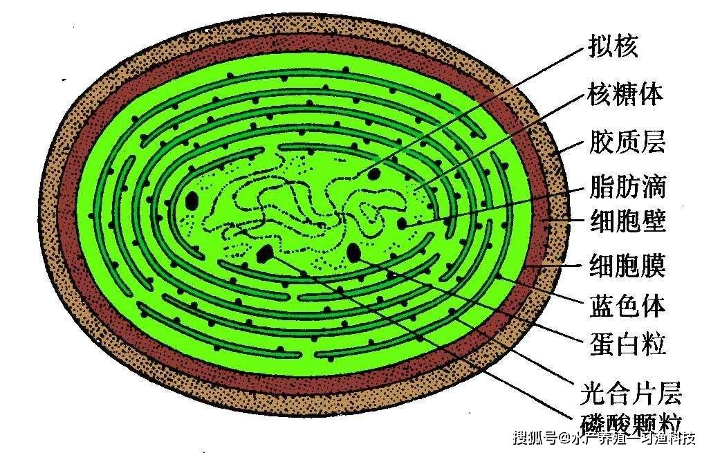 algae),是一类进化历史悠久,革兰氏染色阴性,无鞭毛,含叶绿素a,但不含