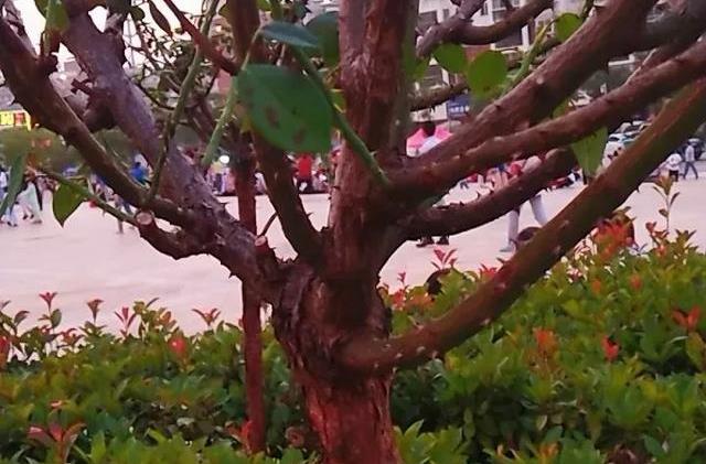 可以用什么树嫁接月季 5f22468951344350be34d5841c6a9607.jpeg