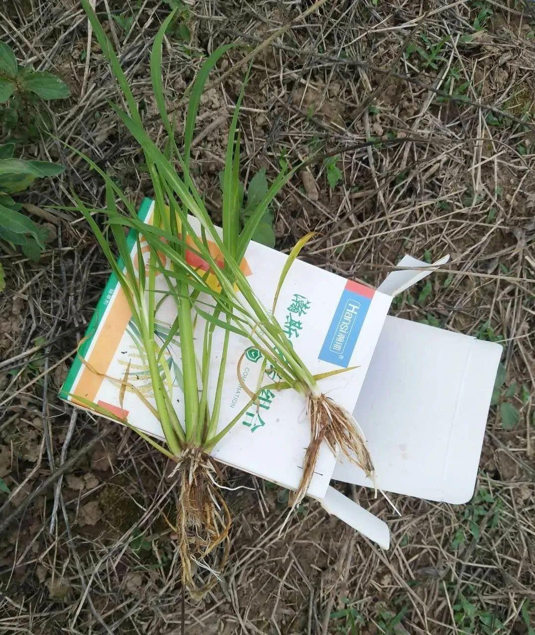 都说稗草千金子太皮不好除出这招能把它们彻底打到服证据确凿