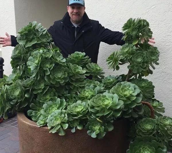 多肉怎么长粗不长高 6a43bc5263ab451baedd548c84dfeecc.jpeg