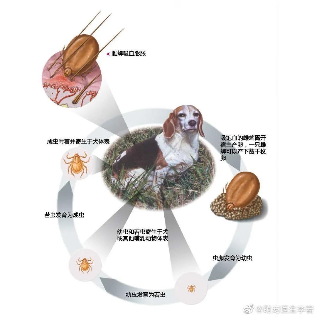 [男童]宝宝更易中招，已数千人被咬伤警惕！13岁男童被虫咬生命垂危