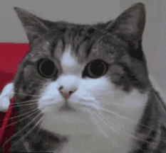 有些猫咪还会wink