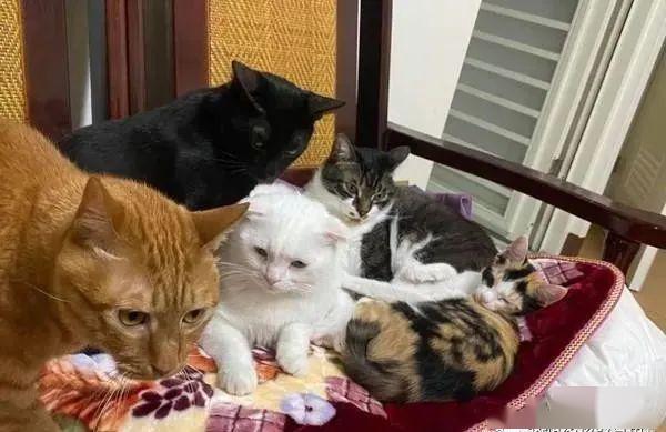 小猫咪叫的声音喵喵喵 70e5dedc29284d089665850edcd762ea.jpeg