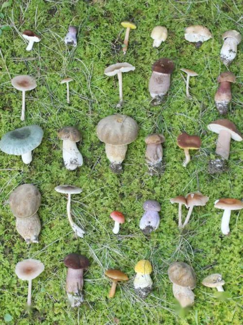 永春网网友在草坪上发现巨型蘑菇能吃吗