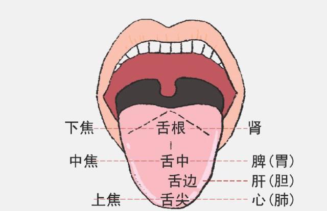 现代中医学发现,舌头对心脏病有着很好的诊断意义.