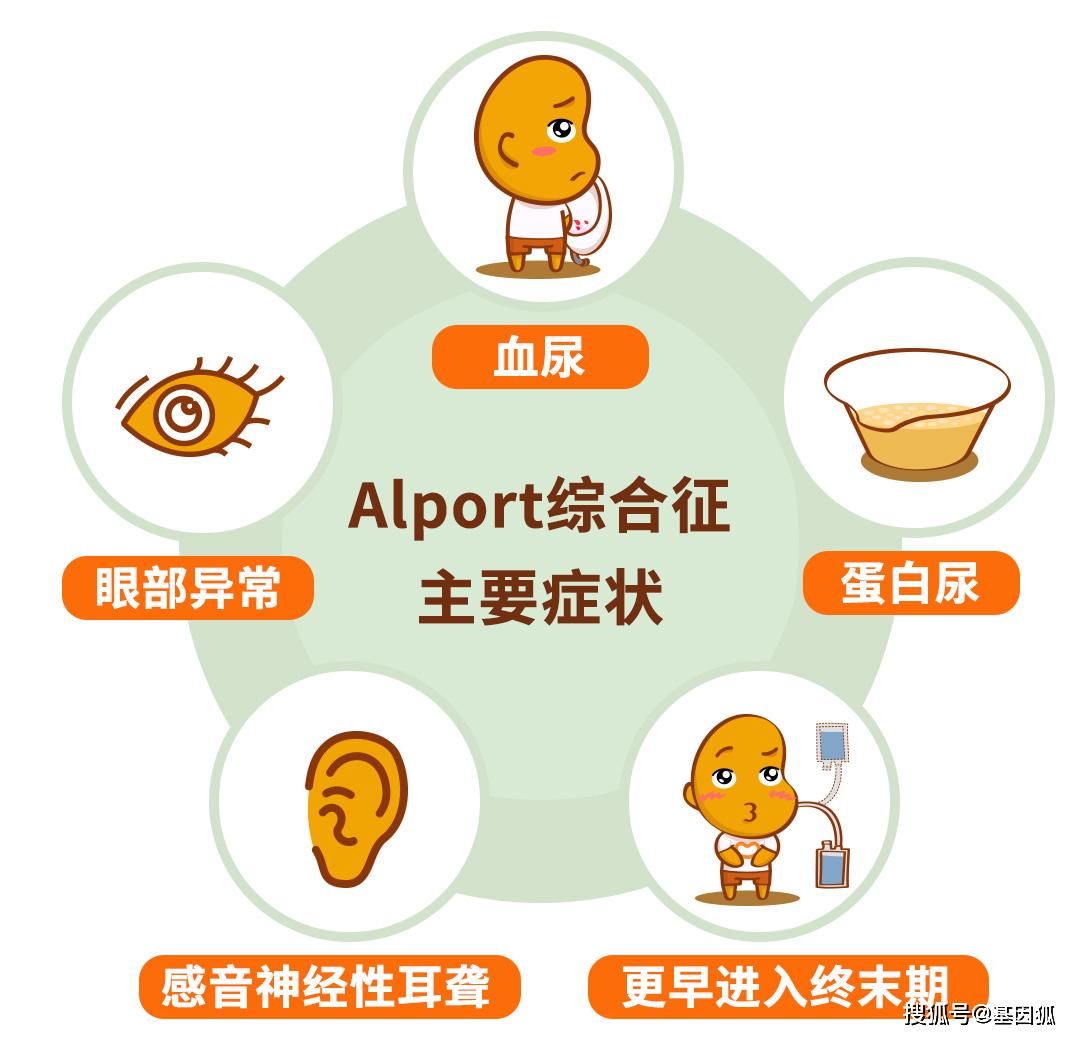 科普 什么是Alport综合征Alport syndromeAS 患者