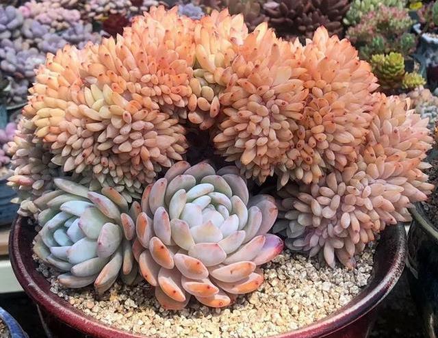 多肉怎么养成树状 91cf9a6013a24584ba142eb0cf87fdbe.jpeg