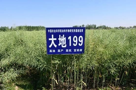 油料所油菜新品种大地199丰产在望喜报频传