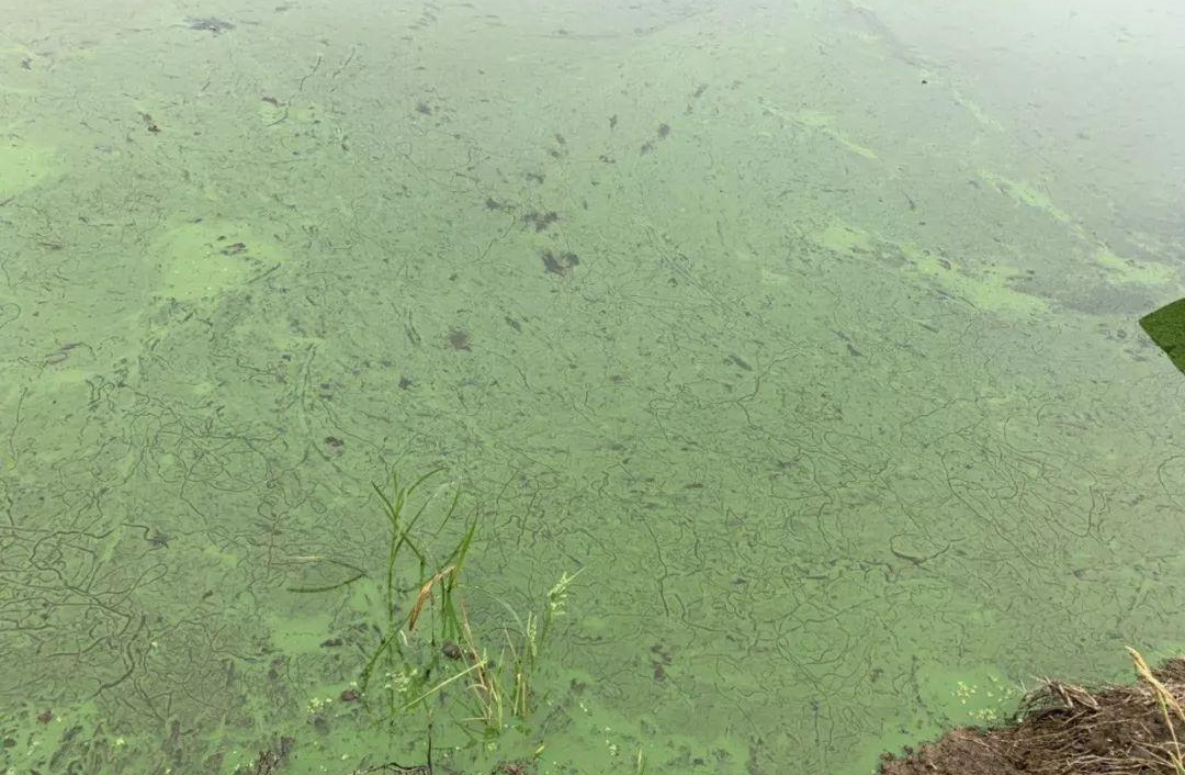 夏季来临如何应对高温及雨后蓝藻极易爆发的问题