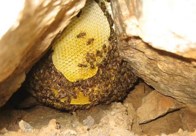 蜜蜂为什么采蜜不自己吃呢 a1a6b5ea78204e47ad8bdae0bfd513be.jpeg