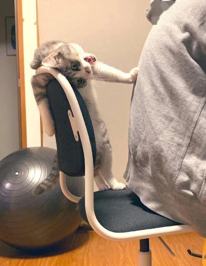 当有人坐了猫最喜欢的椅子，整只喵都变得不好了