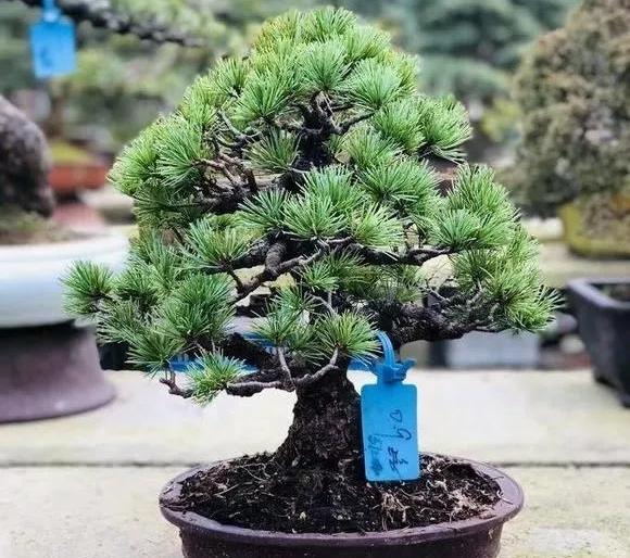 五针松盆景 都说松柏长青,寓意吉祥,可惜外边的松树实在是太大,所以那