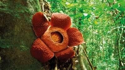世界上最大叶子的植物 b8a7a205a2254842bf3c7c43fe39bbf9.jpeg
