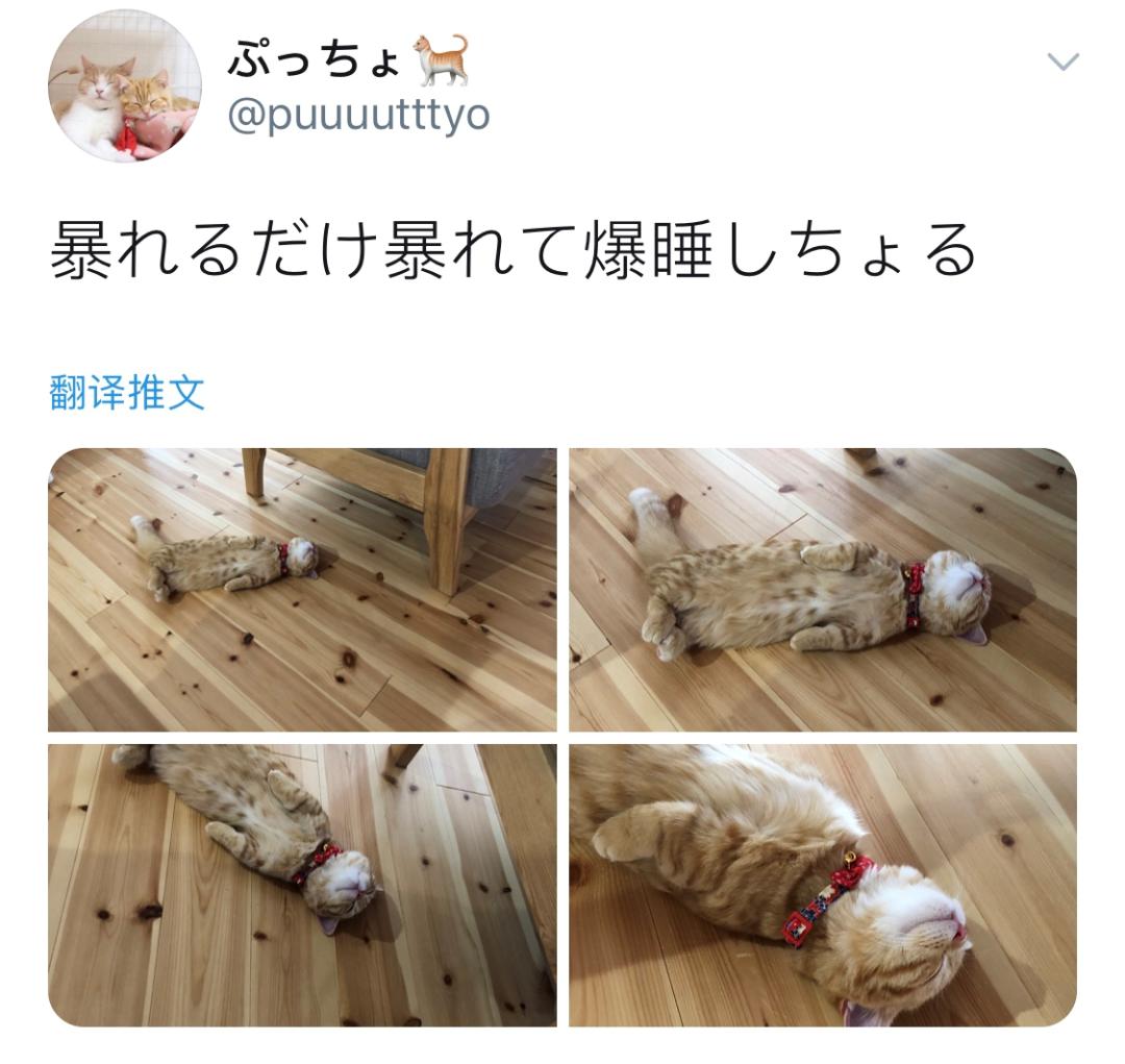 日本推主@puuuutttyo家的橘猫火了，倒头就睡的亚子