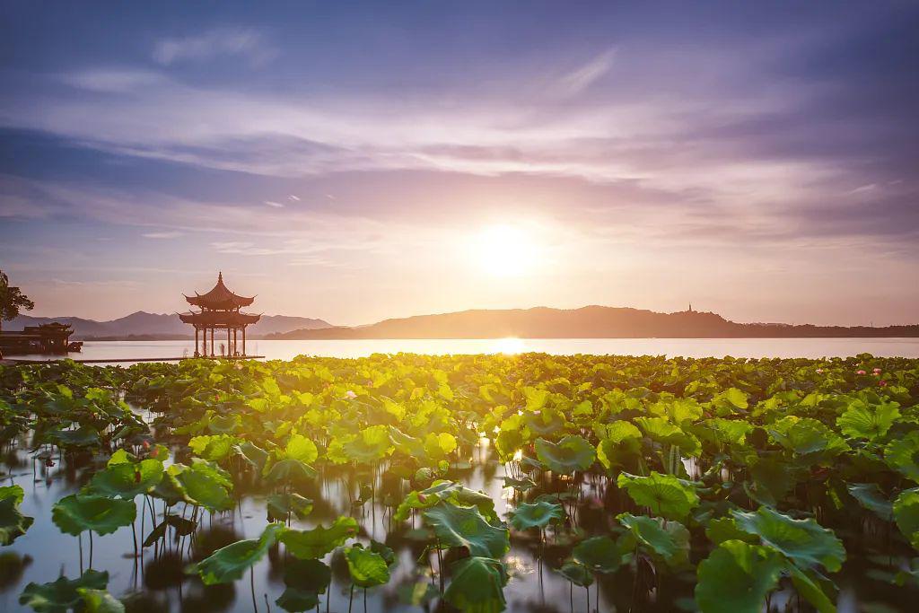 舞美   西湖荷花畔,一袭小城谣,美哉美哉