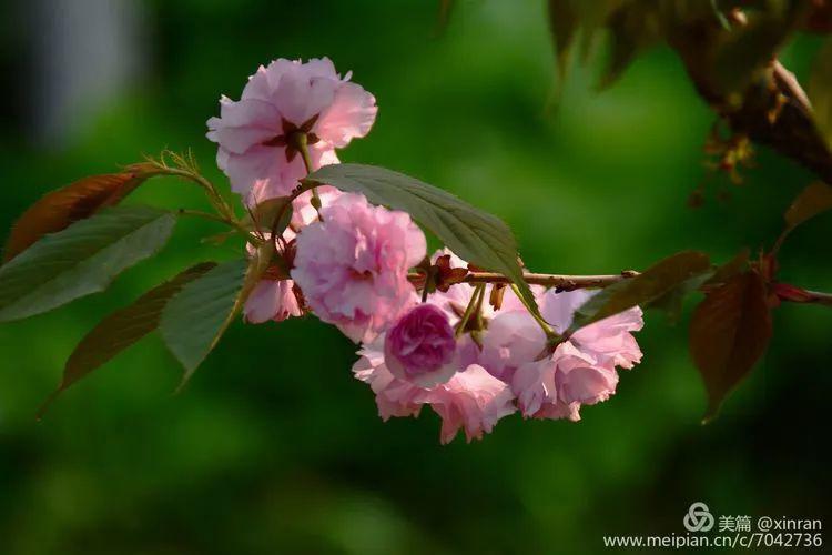 【美拍欣赏】长白岛樱花园