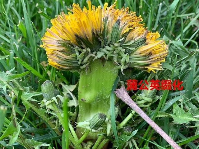 多肉如何养成缀化状态 dce8b014128a40e5918c97f1be57ca21.jpeg