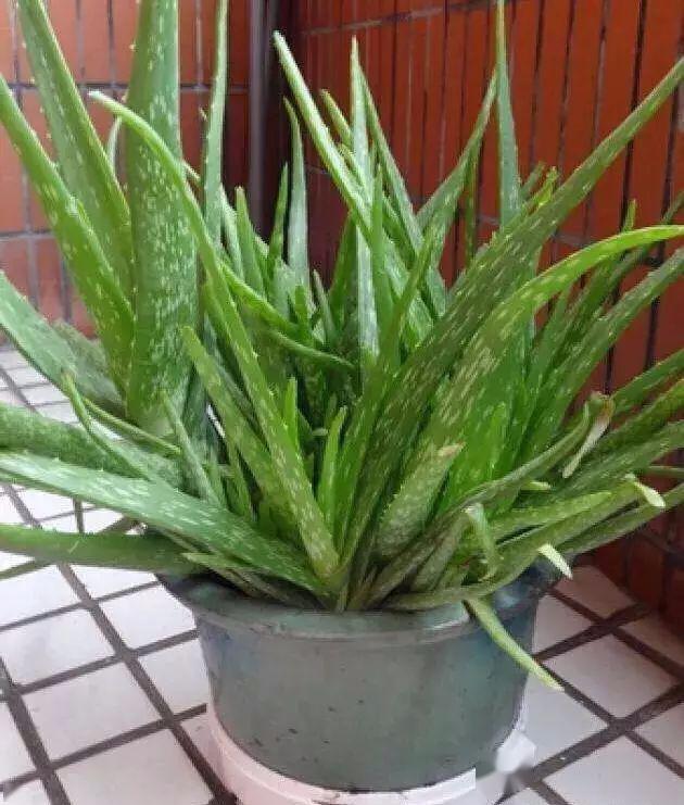 冬天怎么养芦荟 e3ae9e335a2f4297afc01f5f1309097f.jpeg