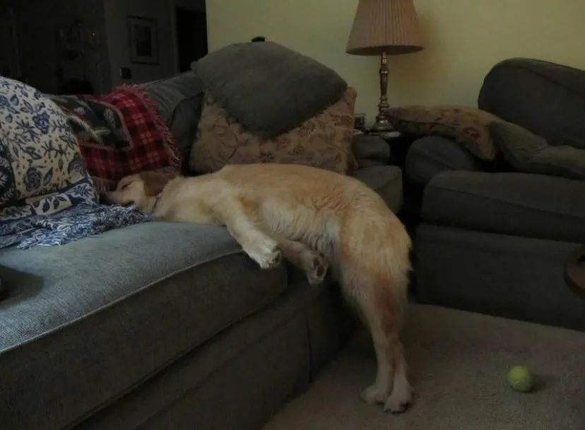 狗狗奇葩睡姿大赏，网友：你这只算好的，我家的更诡异！