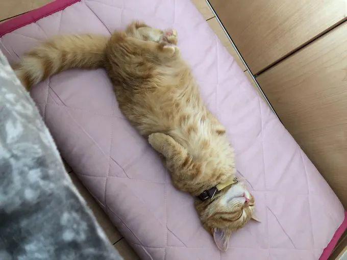 日本推主@puuuutttyo家的橘猫火了，倒头就睡的亚子