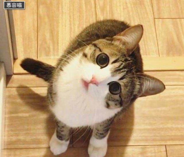 歪头猫咪表情包 ec96168999dd492d9df4684dd3a4d399.jpeg