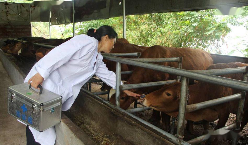 学会了这些咱养牛人牛有病不请兽医