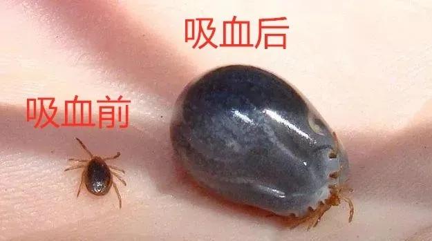 [男童]宝宝更易中招，已数千人被咬伤警惕！13岁男童被虫咬生命垂危
