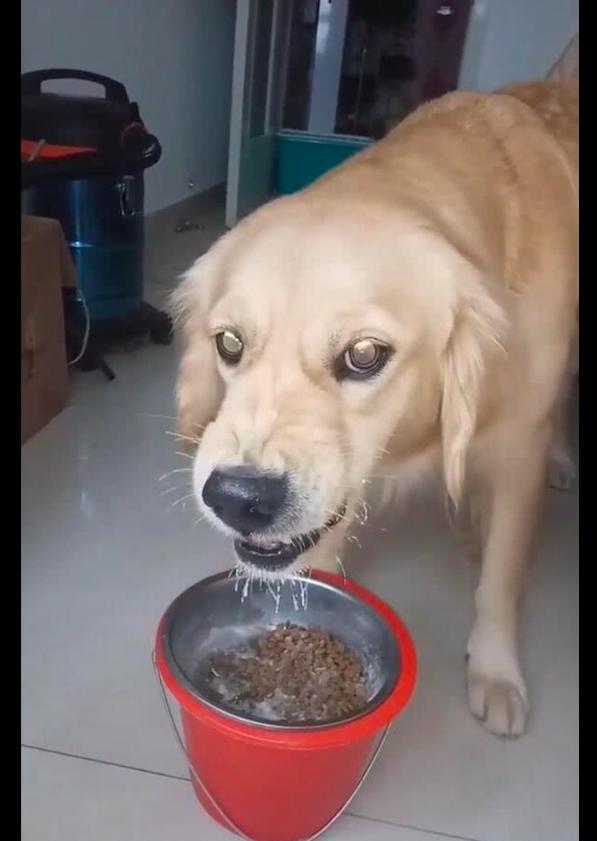 这金毛护食的模样,主人可要好好的教育它哦!金毛:不让我吃了?