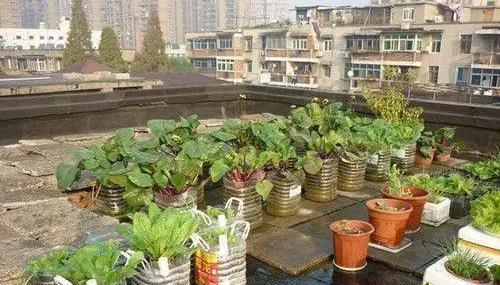种菜养花离不开油桶,阳台种植好用又省钱,还环保呢!