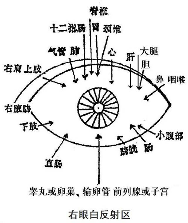 眼睛：代表思维、情志和健康状况。