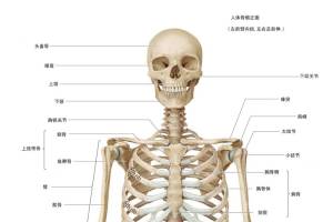 人体骨骼图 人体骨骼结构图 人体骨骼解剖图