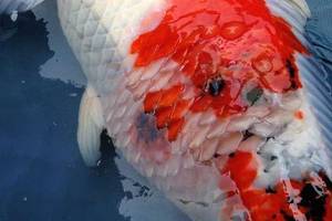 治疗   锦鲤得了炸鳞病?这么做,也是一种有效方法!