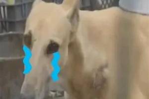自家黑狗丢了,他灵机一动偷了朋友家的黄狗,还给它"了个油"美工区布骤图图片